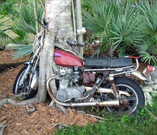 MotorBikeIntree.jpg