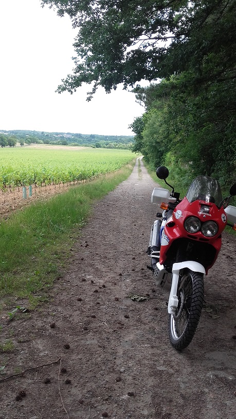 Belle vue sur le vignoble Nantais.jpg
