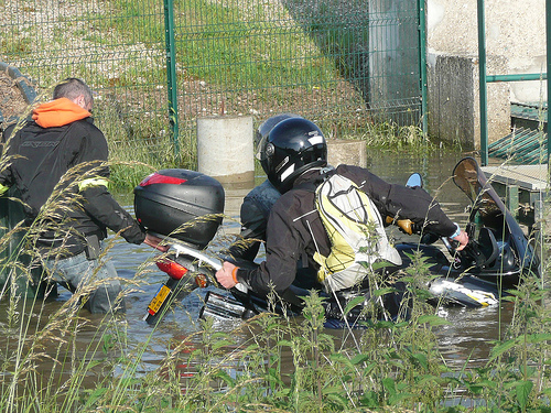 le canard dans l'eau