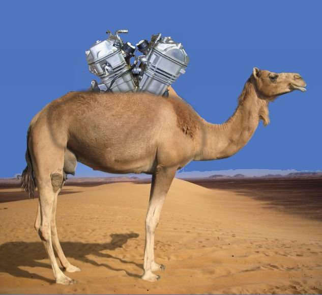 Dromadaire 2 .jpg