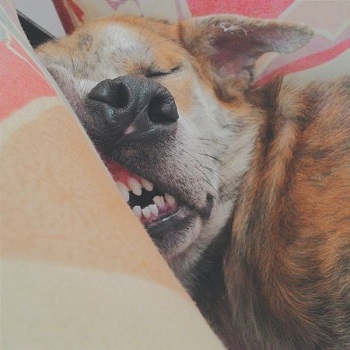 Jeanmi fais la grasse matinée.jpg