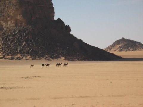 Africa Twin  DRO.JPG