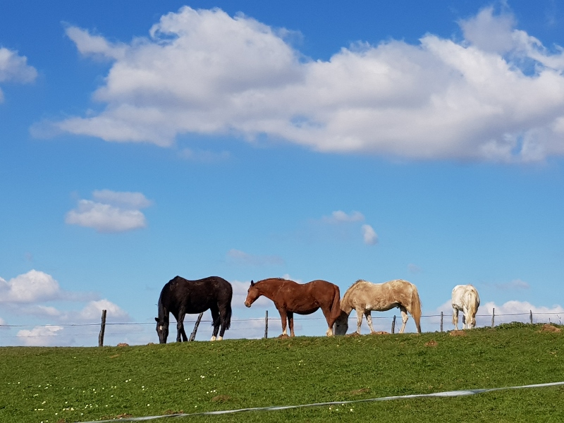 20210319_135618 (800x600).jpg