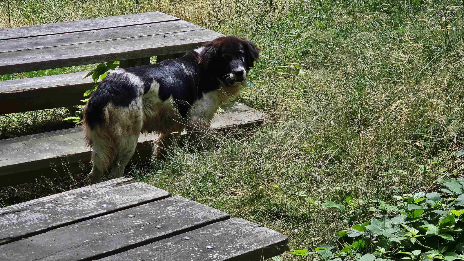 Une copine qui aime le saucisson.jpg
