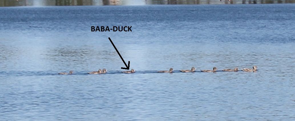 BABA-DUCK.jpg